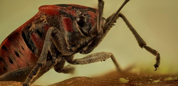 Punaise des céréales en gros plan