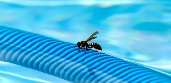 les insectes près de la piscine