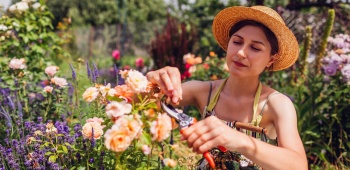 jardin sec sans entretien