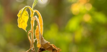 plante déséchée