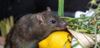 le compost attire les rats