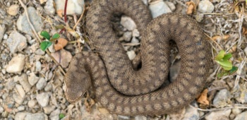 serpent