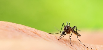 Moustique posé sur la peau