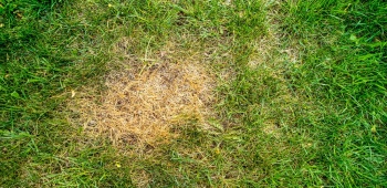 Tache brune sur du gazon