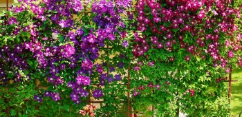 Fleurs de clématite