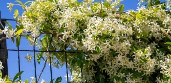 Jasmin qui pousse comme plante grimpante sur une clôture en métal