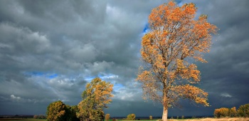 le vent qui souffle sur les arbress