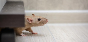 les souris arrivent dans nos maisons à l'automne