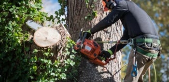 Abattre un arbre dangereux en toute sécurité