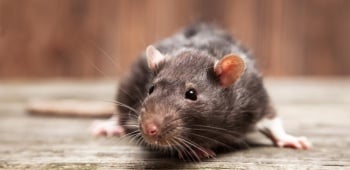 UNE-autome-retour-rats-souris