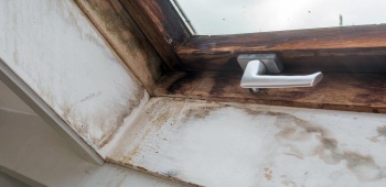 Fenêtres en bois : comment lutter contre les moisissures ?