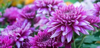 chrysantheme fleurs automnales