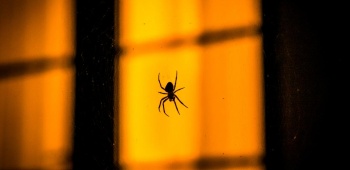 UNE-cachettes-insectes-hiver