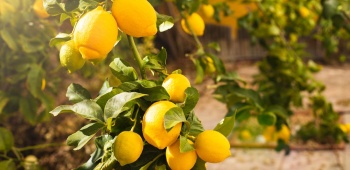 citronnier avec ses fruits