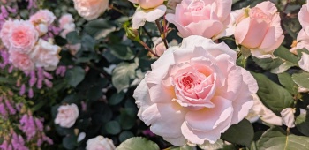 English roses fleuries