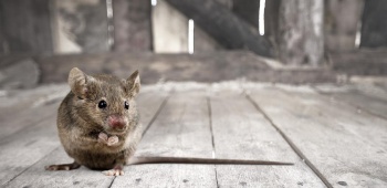 Souris dans un grenier