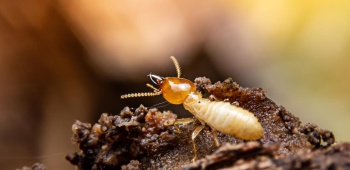 Gros plan de termite