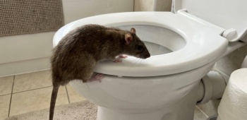 rat qui remonte les canalisations des toilettes