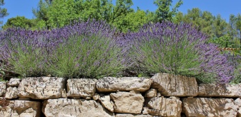 mur-pierre-seche-lavande