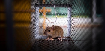 souris prise dans une cage