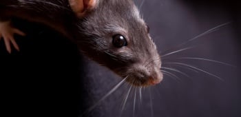 tete de rat