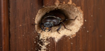 Une- 5 signes invasions xylophage dans votre maison