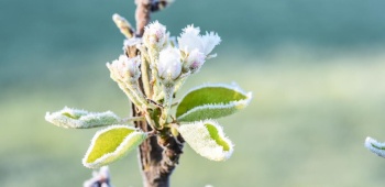 Fleur givrée sur arbre fruitier