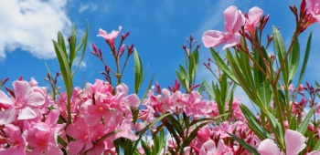 Gros plan fleurs de laurier rose