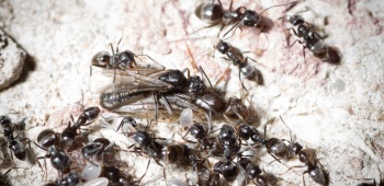 Plusieurs fourmis Tapinoma magnum
