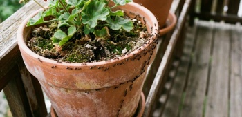 invasion de fourmi dans geranium en pot