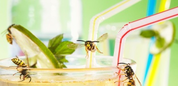 Guepes sur un verre avec boisson