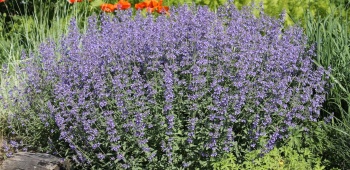 Nepeta