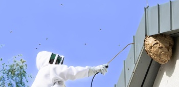professionnel vaporise nid frelon