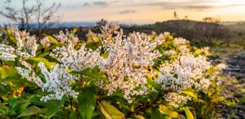 Renouée du Japon fleurie
