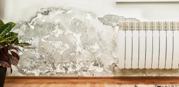 Comment prévenir la moisissure sur les murs ?
