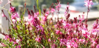 Zoom sur les fleurs roses d'un gaura
