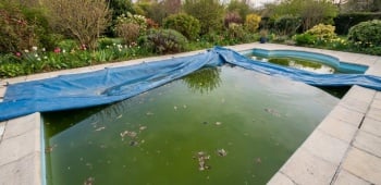 piscine verte apres hivernage