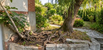 racines envahissantes d'un saule pleureur