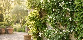 plante grimpante