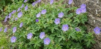 geranium vivace