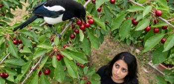pie devorant des cerises comment sen debarasser