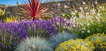 plantes sans arrosage