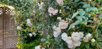 plantes grimpantes