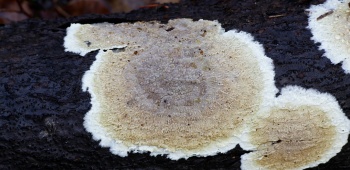coniophore des caves