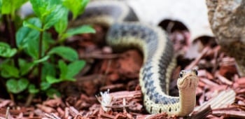 serpent dans votre paillis que faire dans cette situation ?