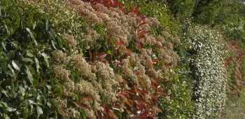 comment protéger votre jardin avec une haie de jardin