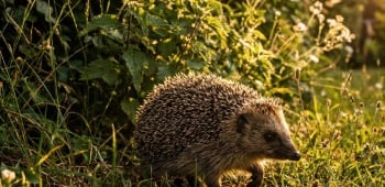 Herisson dans un jardin