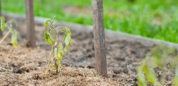 secheresse au potager