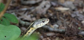 un serpent apparait dans votre jardin ? Comment s'en débarasser