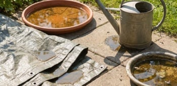 que faire lorsque vous avez des moustiques dans votre jardin ?